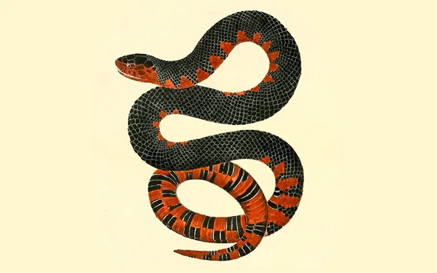 Inspiração para estampas: Mais de 300 mil artes relacionadas à fauna e flora